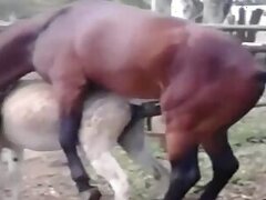 Stallion animal sex