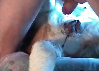 Dazzling home movie with zoo fucking in HD