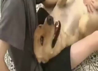 Labrador is going to get fucked by hard cock