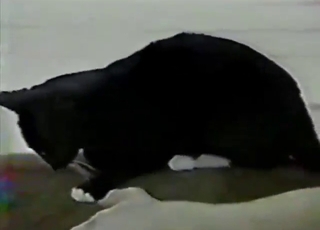 Pale-skinned dude fucks mare in the dark
