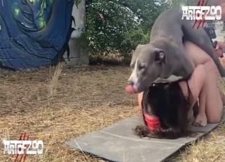 Zoo porn with a brunette who takes it on all fours