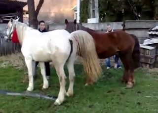 Zoophile records stallion fucking a sexy mare