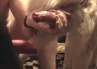Orgy with zoophiles who want to fuck dogs
