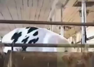 Bestiality sex with a super-gay animal lover