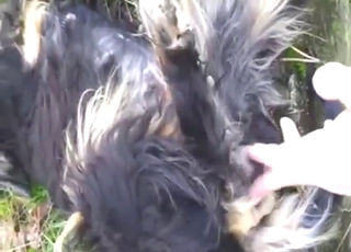 Outdoor bestiality sex with plenty of finger play