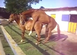 Mare vs stallion in zoo XXX with orgasms