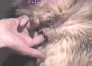 Guy gets to fuck a female dog in missionary
