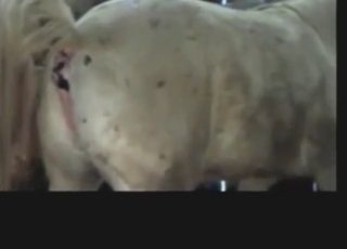 Mare's big pink pussy gets pleasured big time