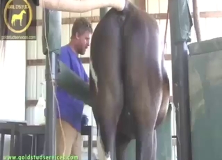 Dude uses a toy to jack off this horny horse