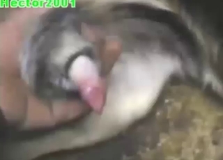 Dude is playing with a dog's hard penis today