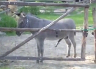Donkey showing off its nice penis while outside