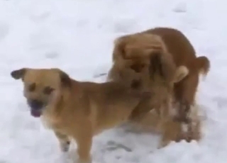 Doggy fuck in the snow, hot beasts outdoors