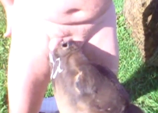 Calf sucking a fat man's penis in an outdoor vid