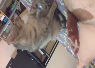 Cat fucker showing what he can do to seduce