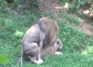 Plenty of foreplay and then the lions fuck harder