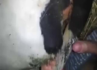 人兽交，与母牛交配，火辣的张开双腿