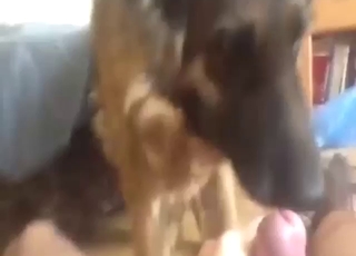 German Shepherd dog is going to lick that dick