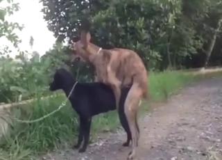 Bestiality porn with two dogs that fuck outside