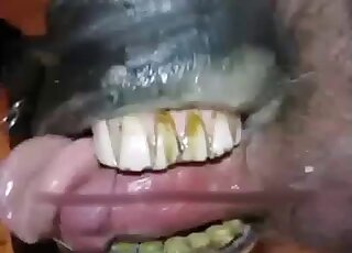 Cute man and his lovely horse enjoy oral sex so much