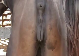 Sensual horse drilled a passionate mare